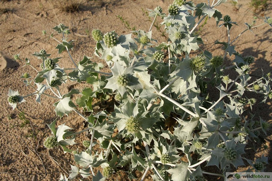 Синеголовник агаволистный