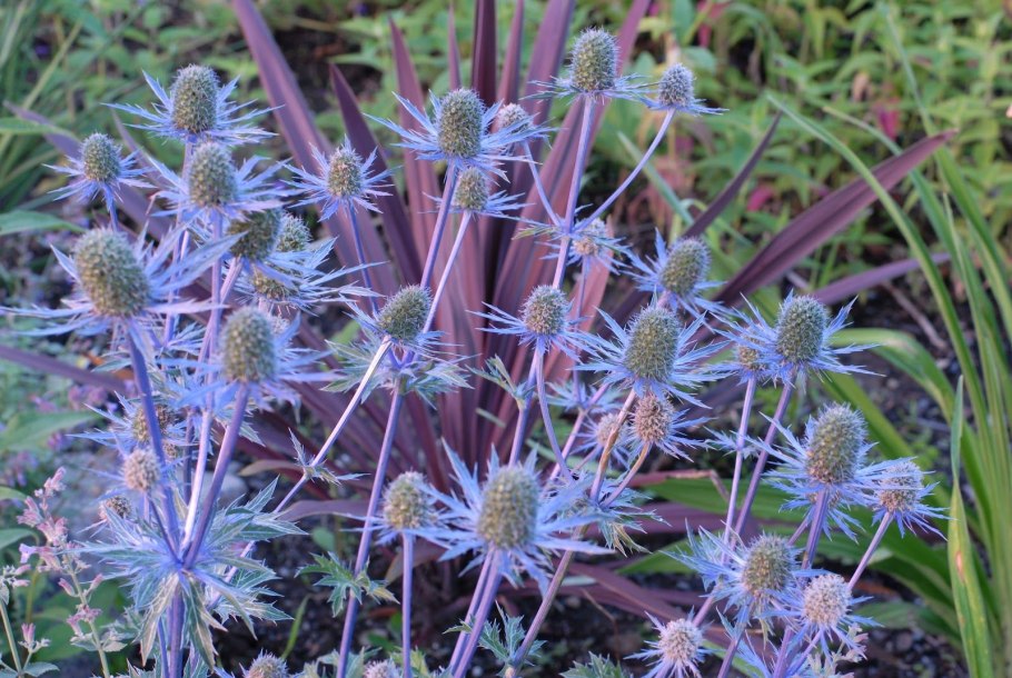 Синеголовник плосколистный