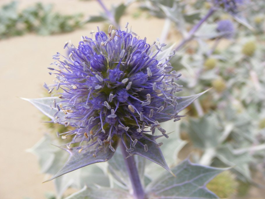 Синеголовник eryngium
