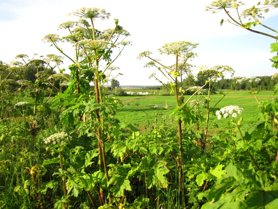 Борщевик Сосновского джунгли