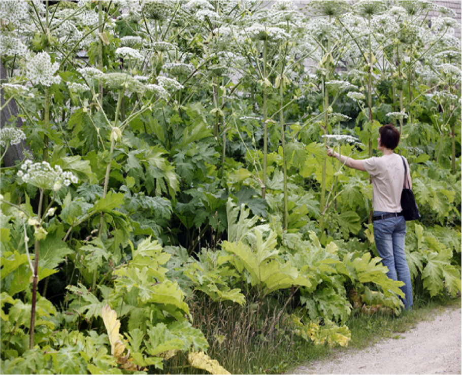 Борщевик Мантегацци