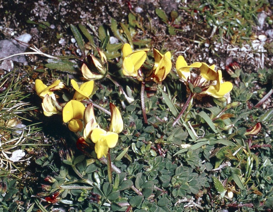 Касторка трава