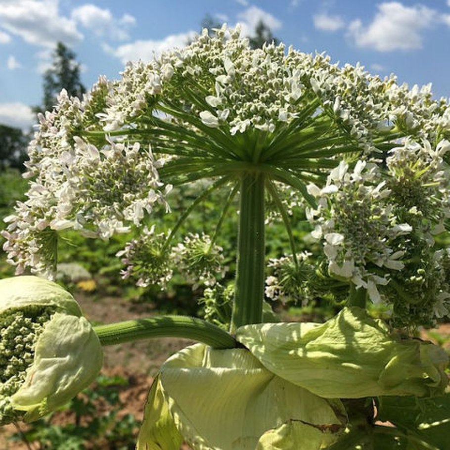 Ядовитый борщевик Сосновского