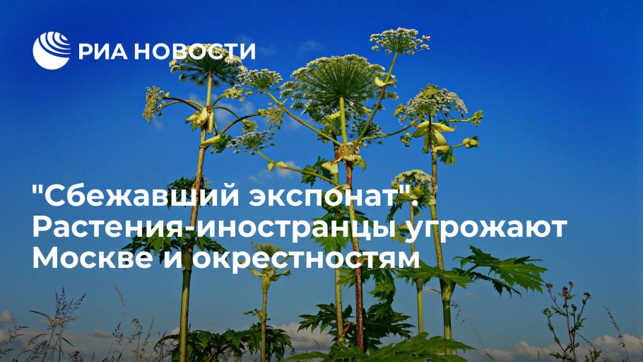 Циклахена канадская