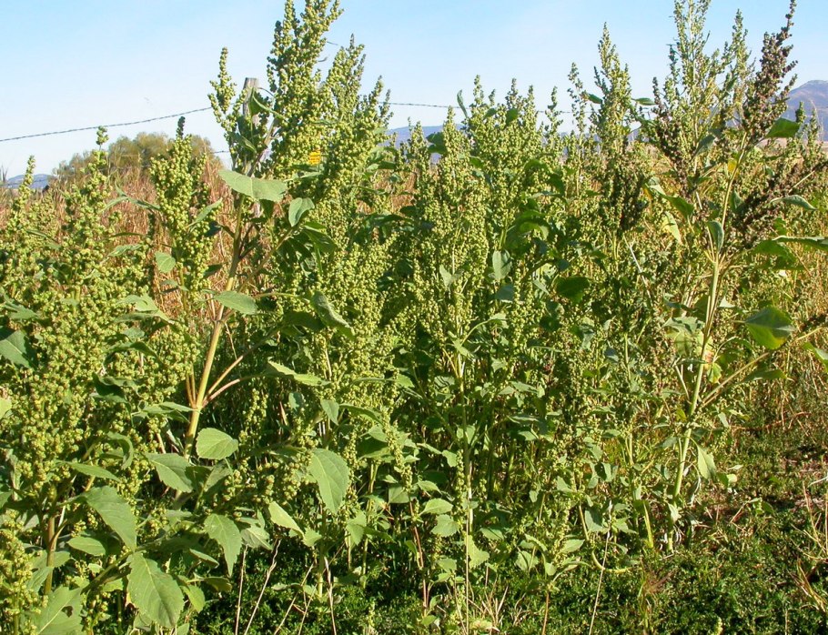 Колумбов обмен из Америки в Европу