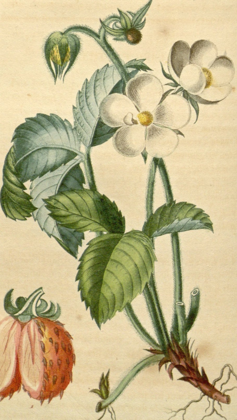 Растения в виде члена