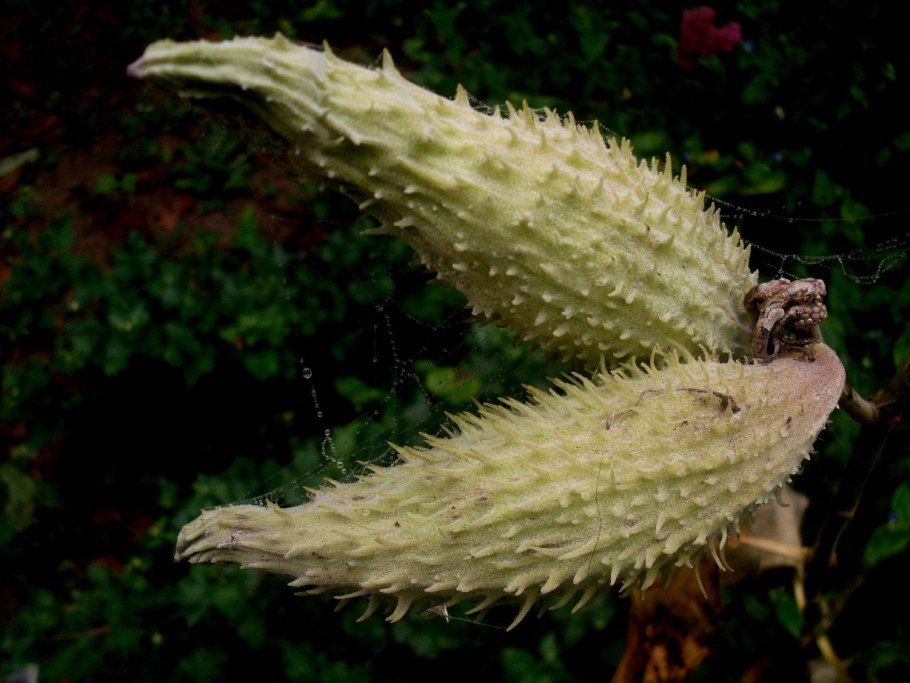 Женьшень пятилистный