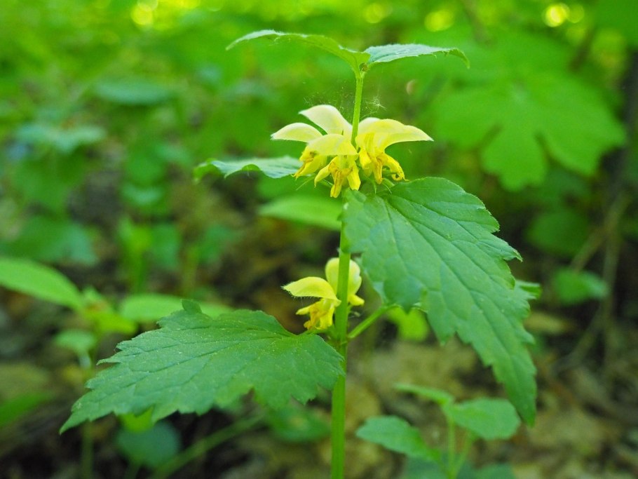 Трилистник птичий