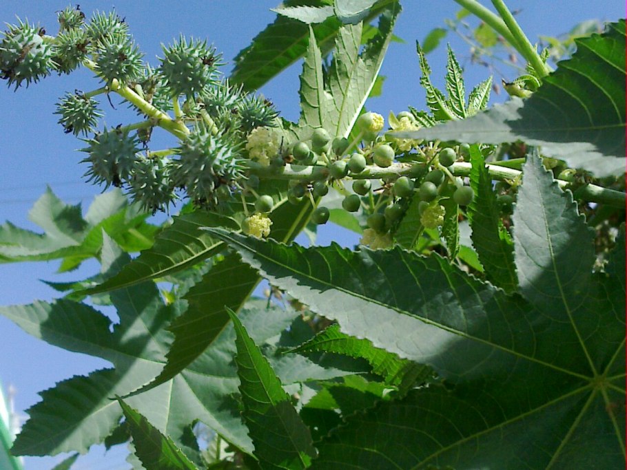 Банановое дерево на Кубани