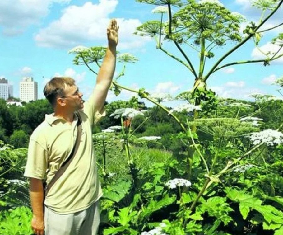 Борщевик Луговой