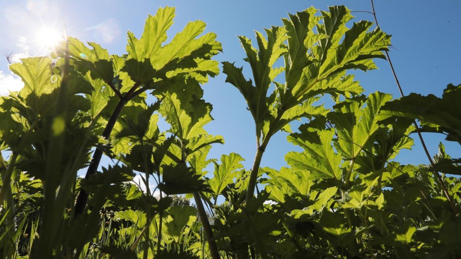 Борщевик Сосновского