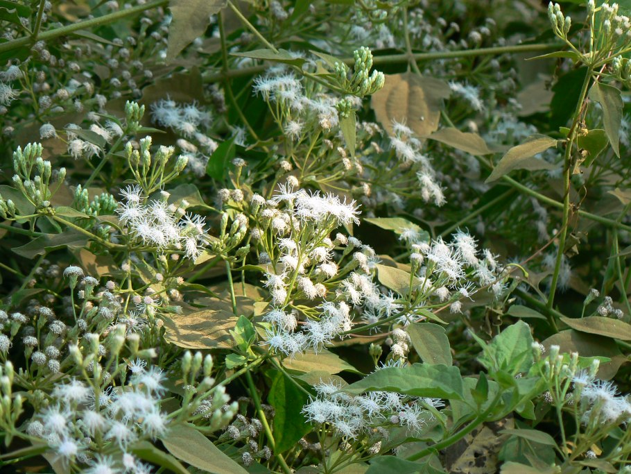 Астраханский Кактус