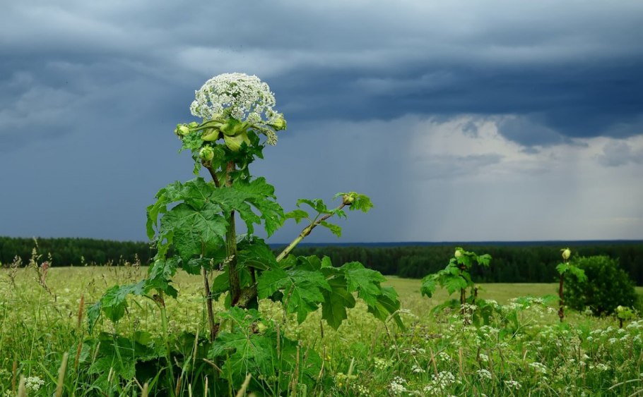 Борщевик Сосновского ожог растение