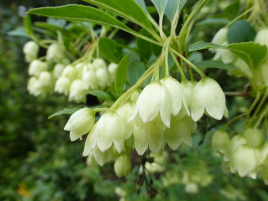 Ашвагандха растение