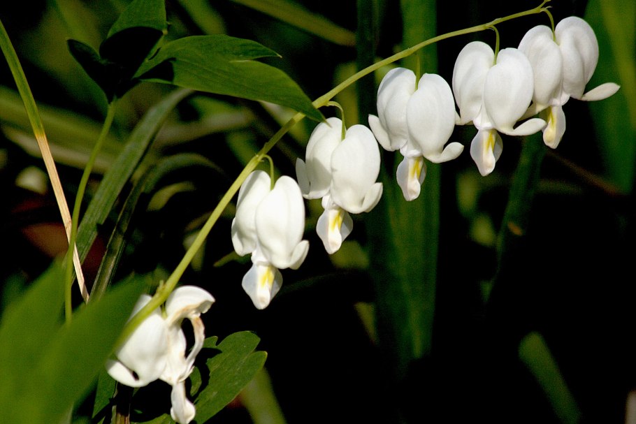 Амброзия широколистная