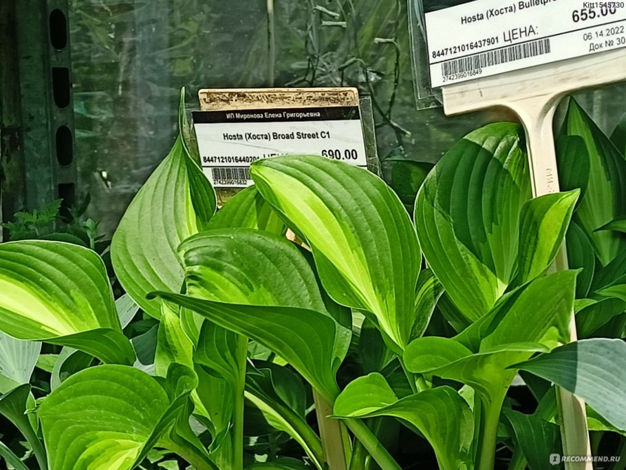 Лиана Кудзу