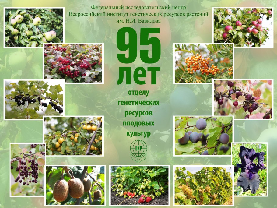 Борщевик силос