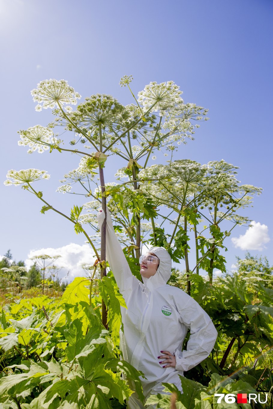 Борщевика сосновского