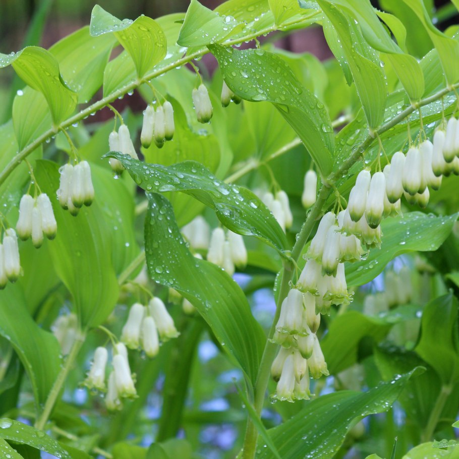 Садовый ландыш купена