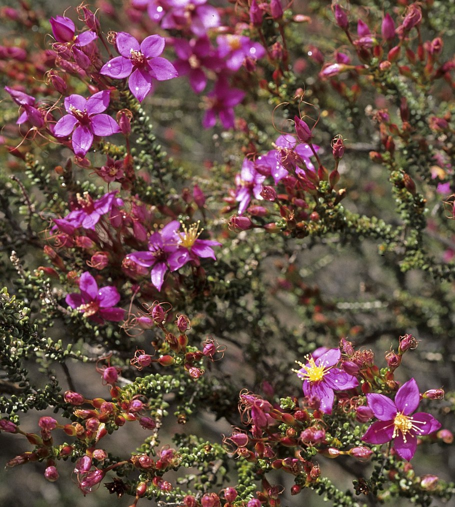 Calytrix tetragona