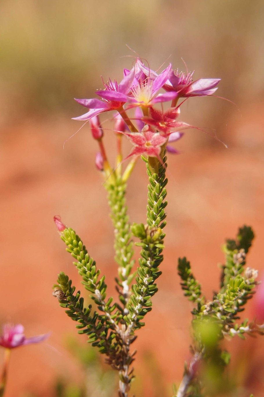 Calytrix longiflora