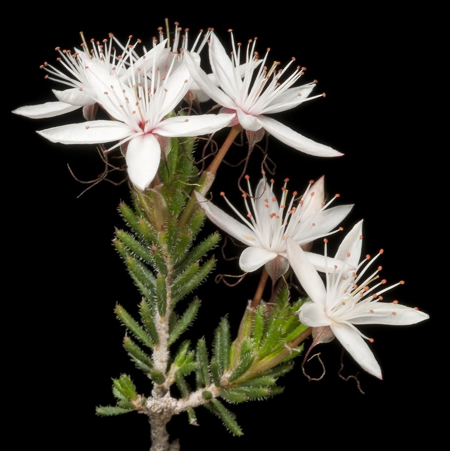 Calytrix Tetragona prostrate