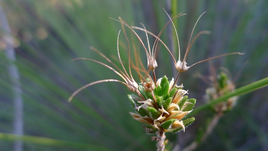Calytrix leschenaultii buy Seeds