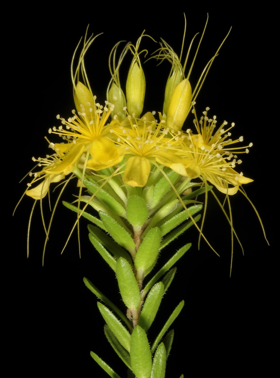 Calytrix aurea