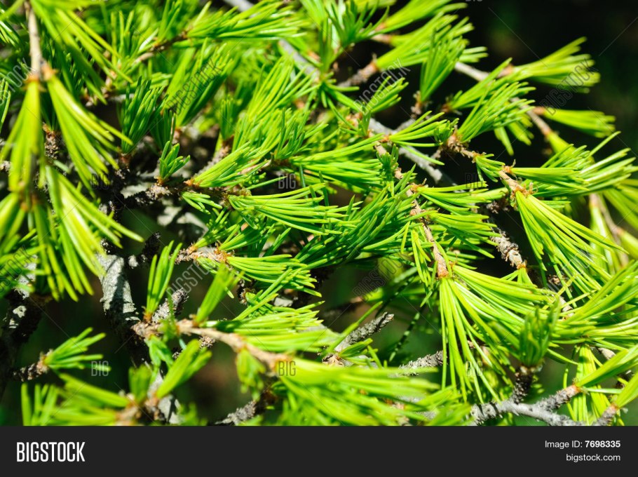 Лиственница сибирская larix sibirica