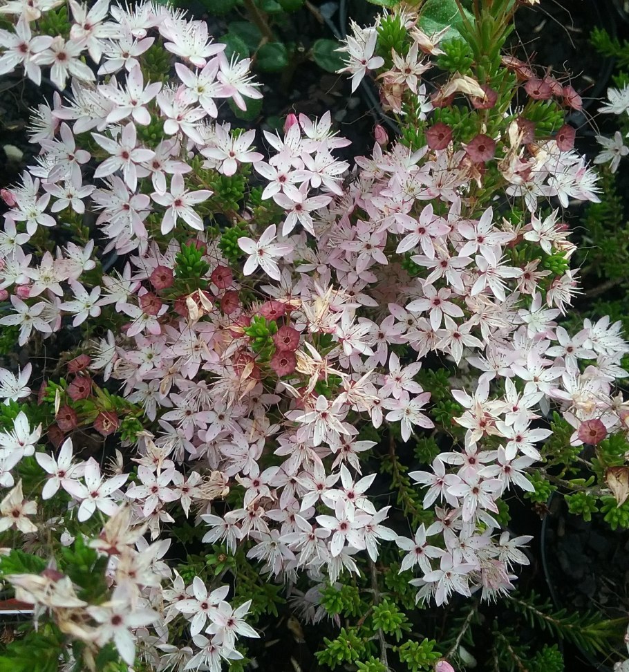 Calytrix tetragona