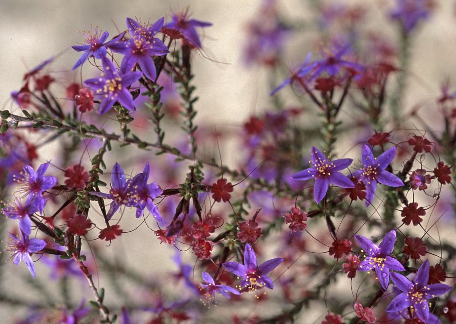 Calytrix leschenaultii