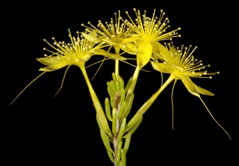 Calytrix tetragona