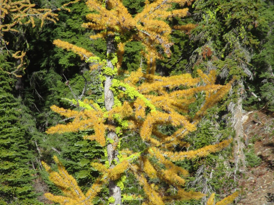 Лиственница маргилинда