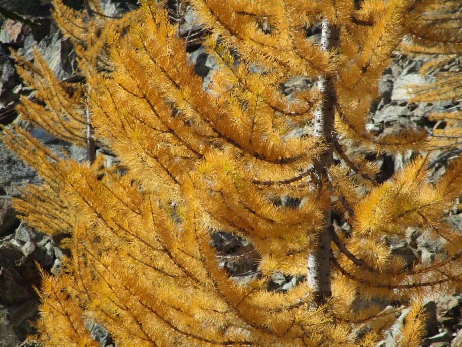 Лиственница Сибирская Larix sibirica