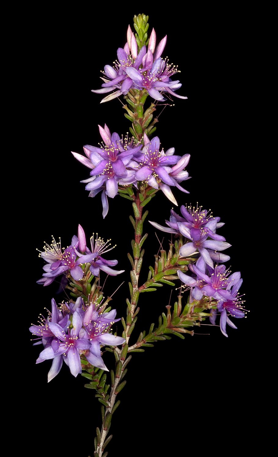 Лиственничная гора