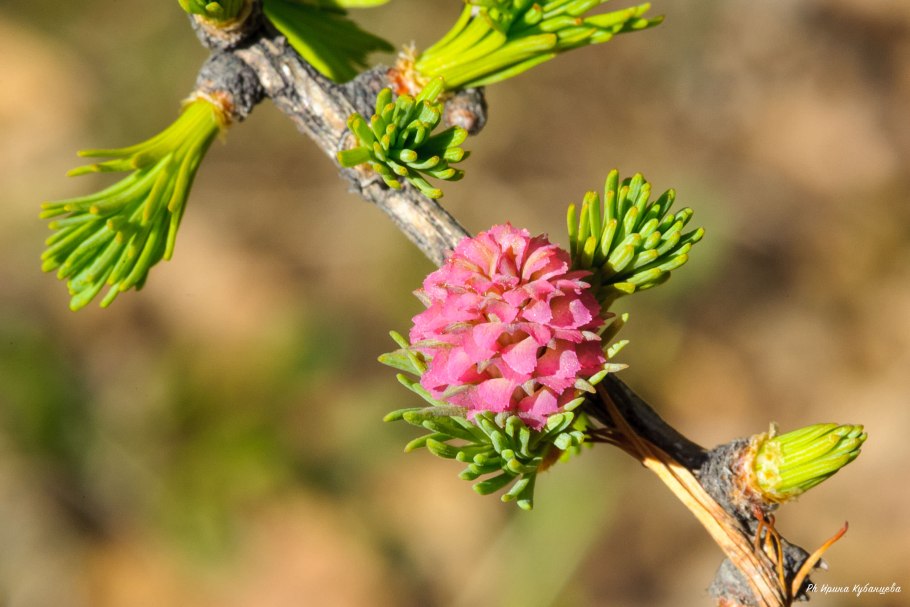 На лиственнице зеленые глаза