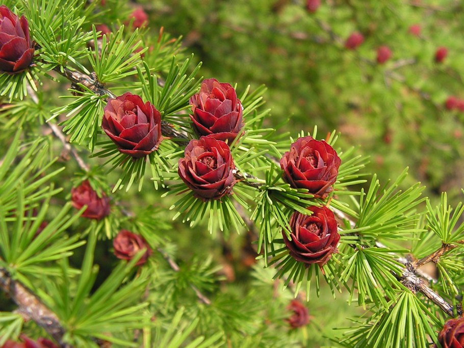 Лиственница сибирская larix sibirica
