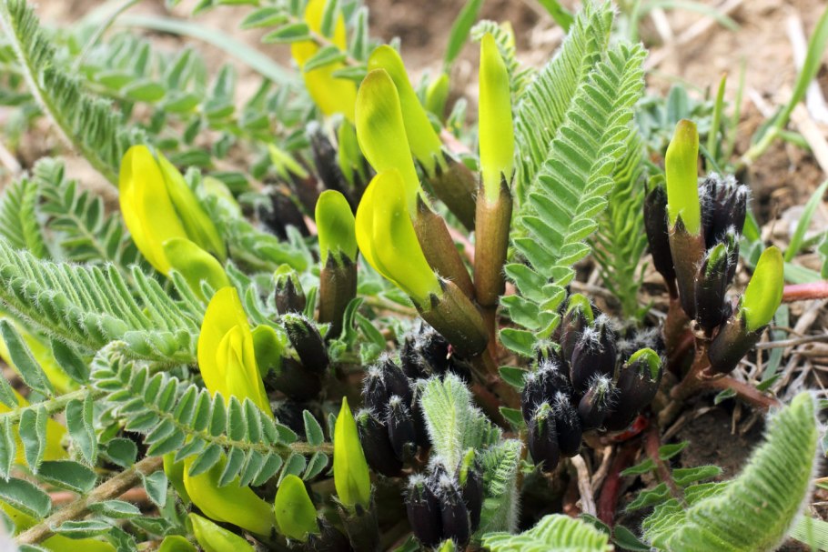 Astragalus buchtormensis