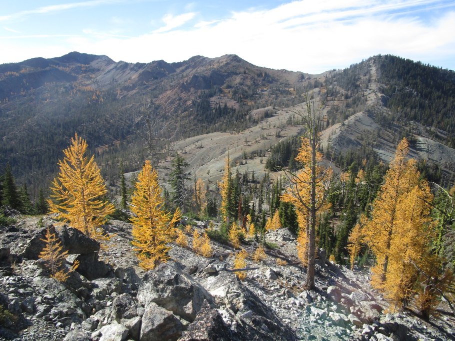 Лиственница горная коричневая