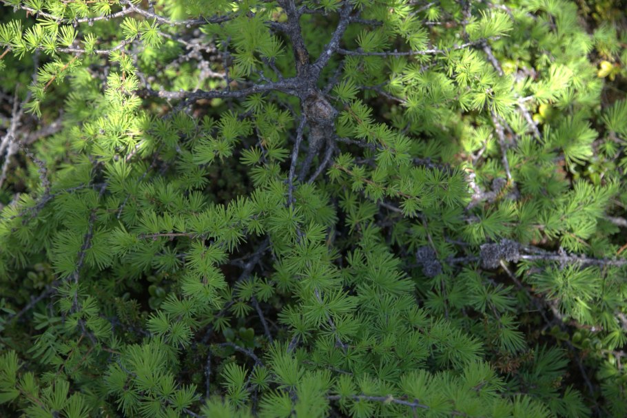 Лиственница даурская (larix dahurica)