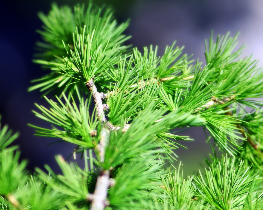 Хвоинки кедра