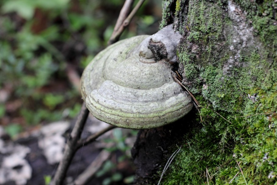 Трутовик обыкновенный fomes fomentarius