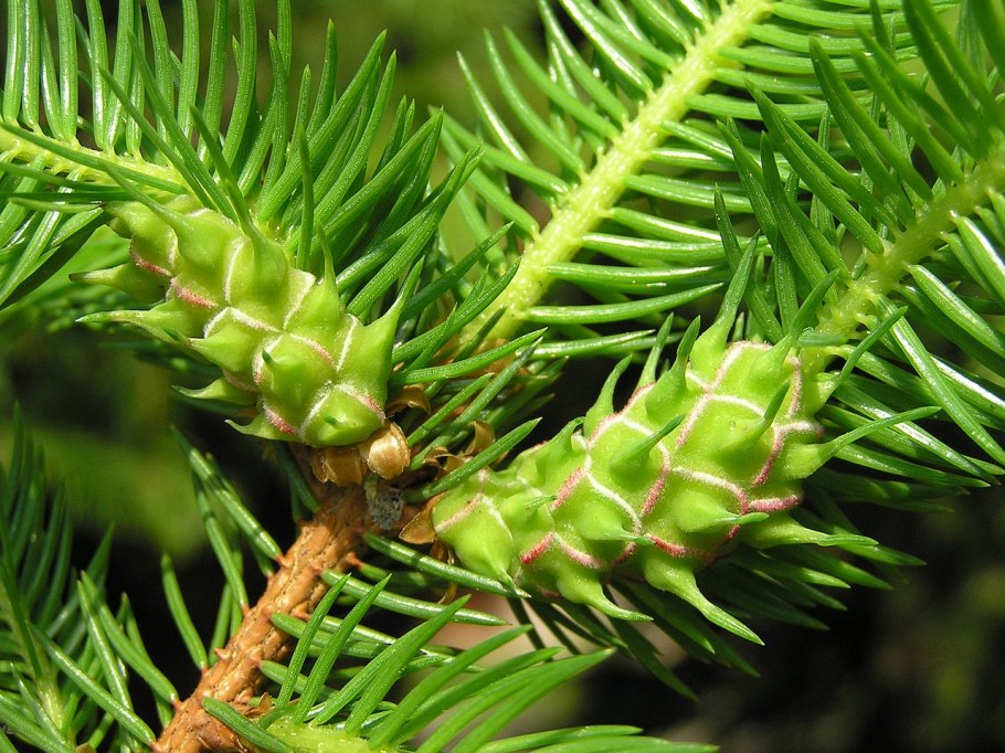 Елово пихтовый хермес