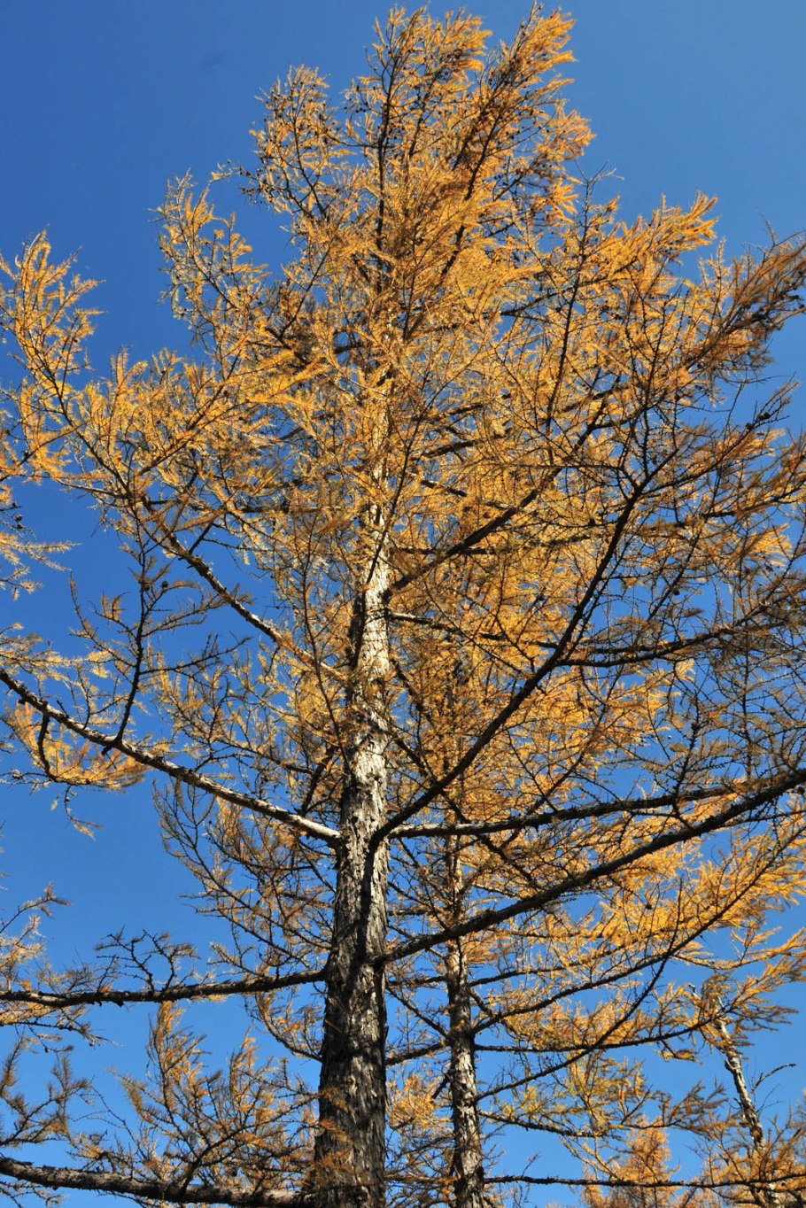 Лиственница даурская