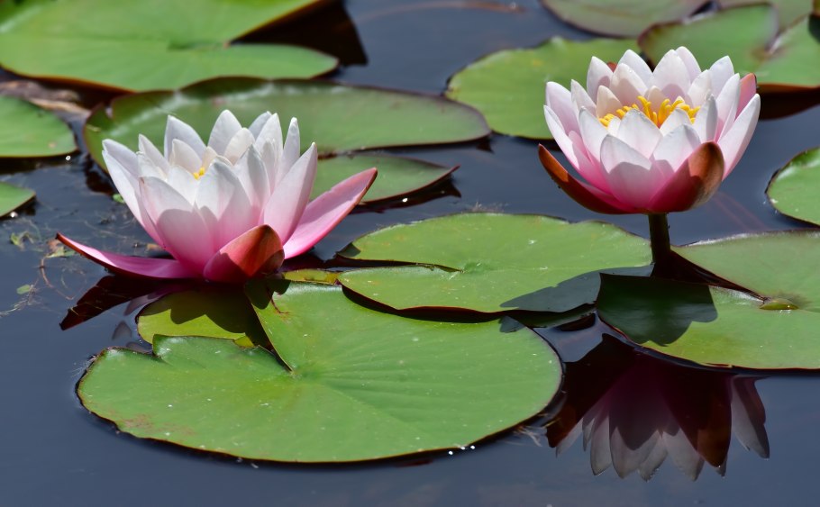 Водяная Лилия/Nymphaea
