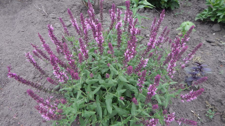 Шалфей дубравный mainacht