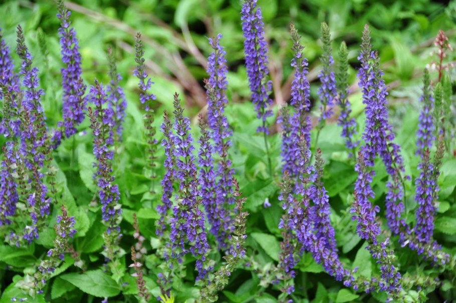 Шалфей дубравный salvia nemorosa
