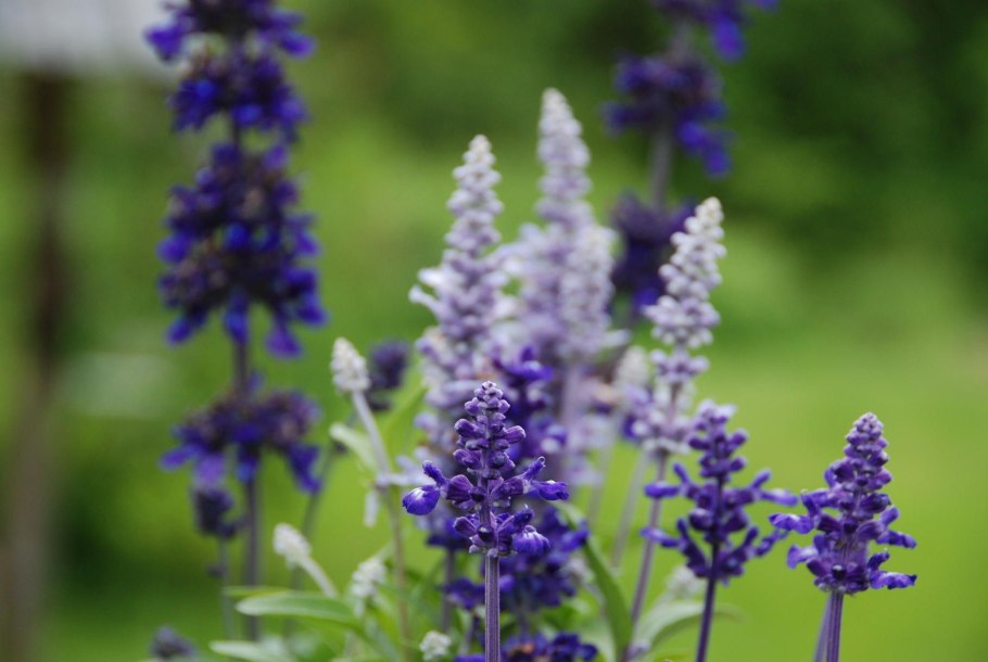 Шалфей прутьевидный луговой