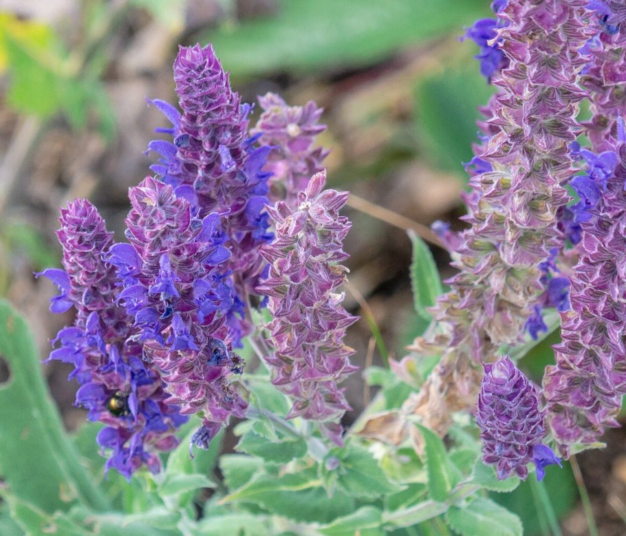 Шалфей Дубравный 'Mainacht'