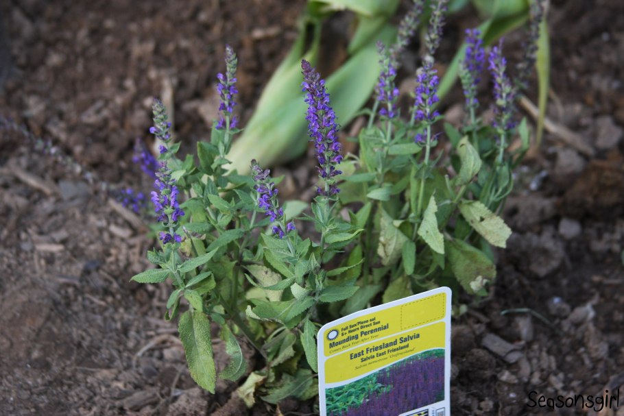 Шалфей предсказателей salvia divinorum